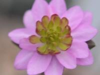 Pink flowers with green petaloid stamens